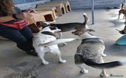 Mixed Breed dogs for adoption: Denver, 2 yrs approx. Available for adoption. - Image 10