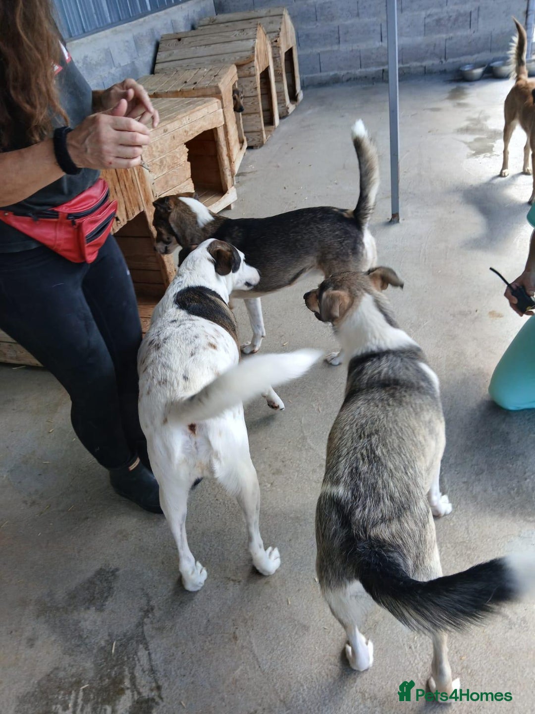Mixed Breed dogs for adoption: Denver, 2 yrs approx. Available for adoption. - Image 10