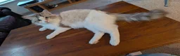 Ragdoll cats for sale: Ragdoll in Manchester - Advert 7