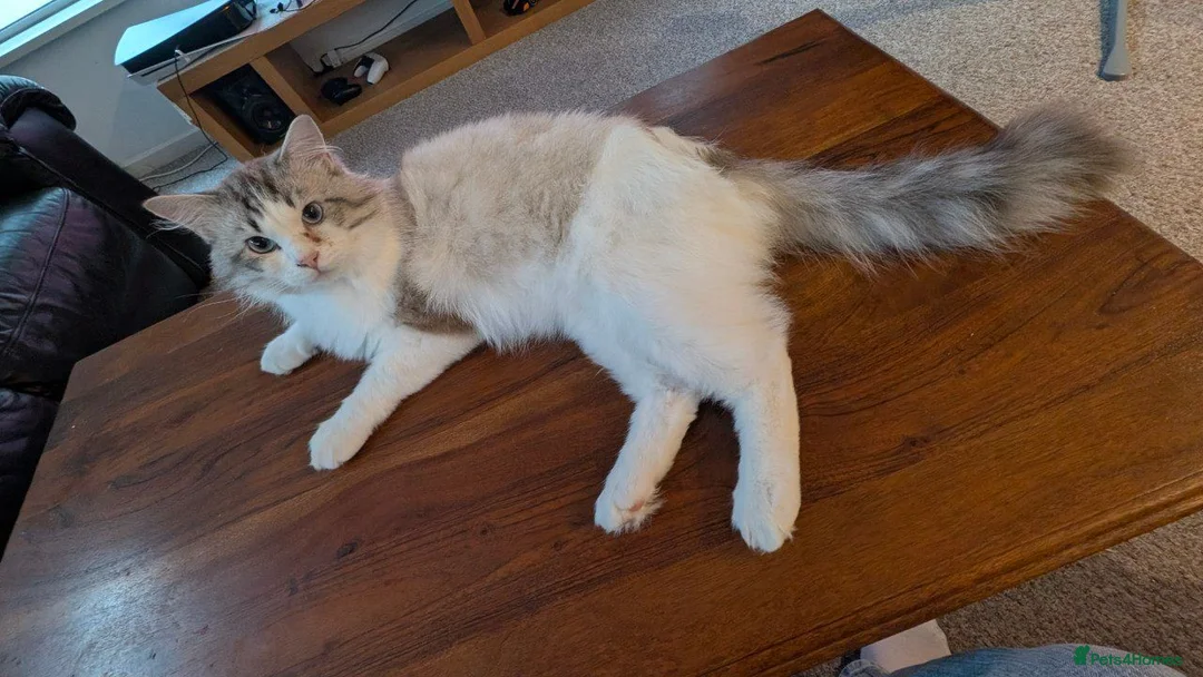 Ragdoll cats for sale: Ragdoll in Manchester - Advert 7