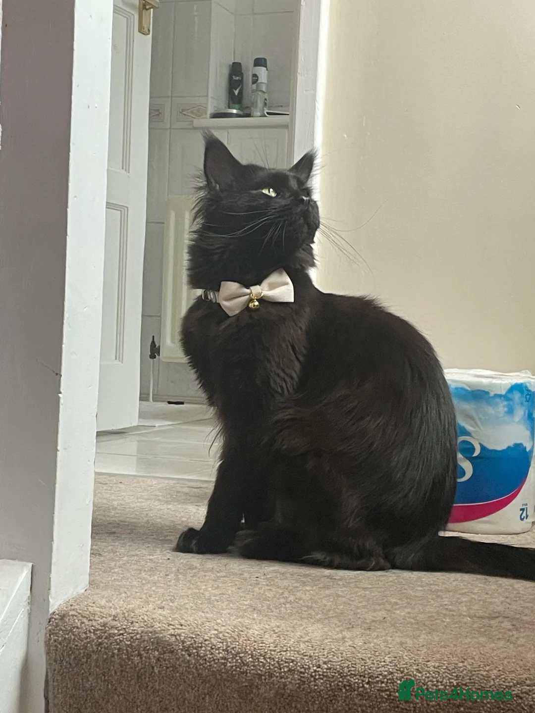 Maine Coon cats for sale: Maine Coon- Shiro  in Stanley - Advert 1