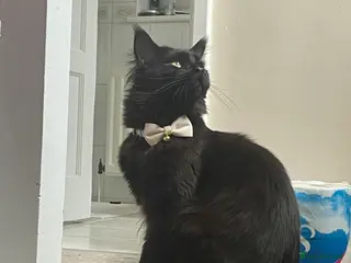 Maine Coon cats Maine Coon- Shiro - Advert 7