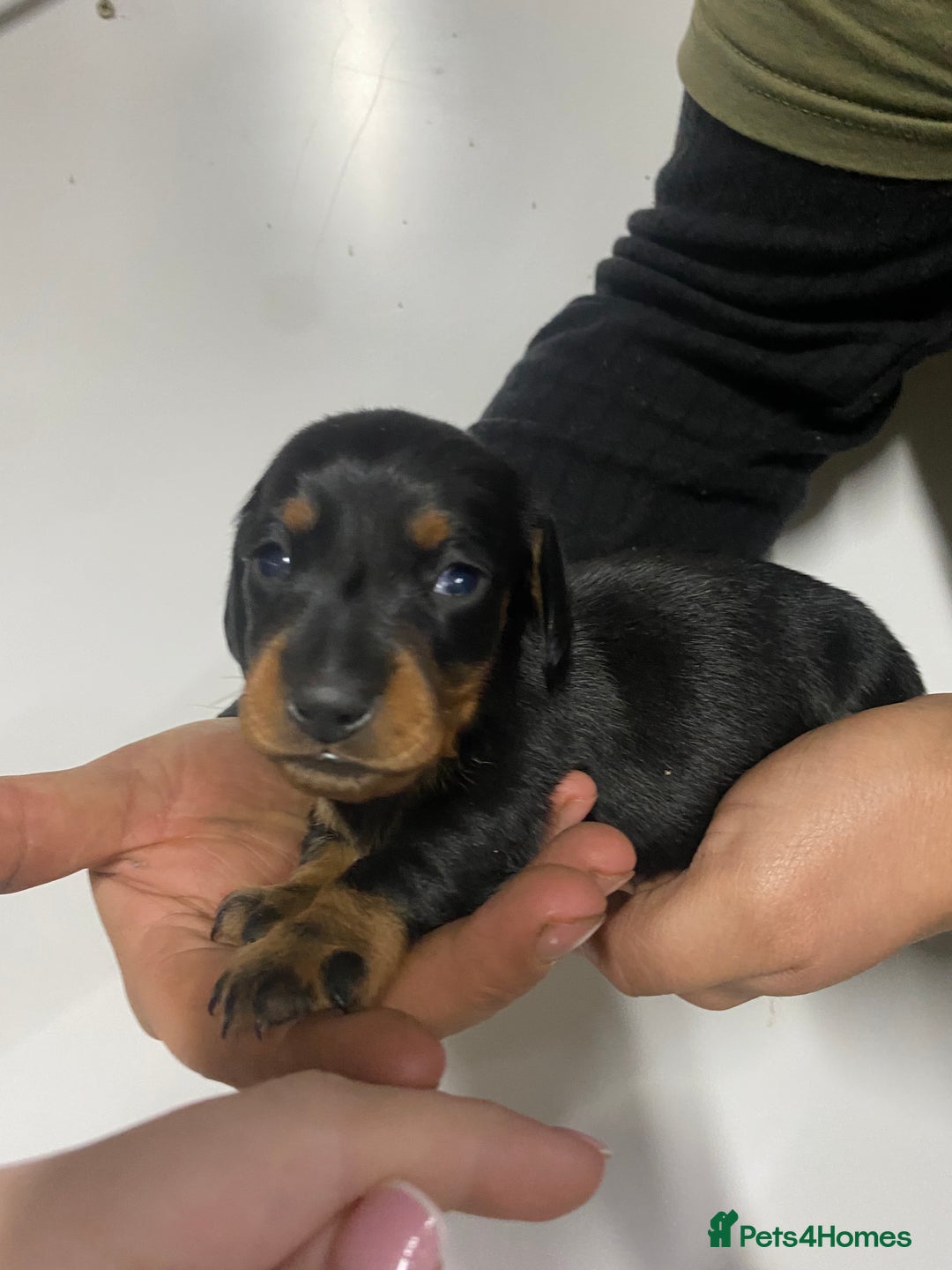 Miniature Dachshund dogs for sale: Miniature Dachshund puppies  - Advert 1