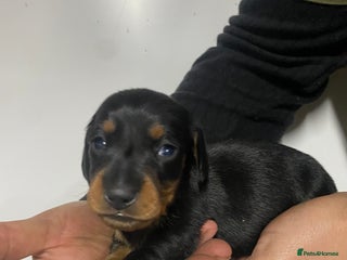 Miniature Dachshund dogs Miniature Dachshund puppies - Advert 1