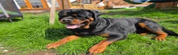 Rottweiler dogs for sale: 🐾 KC Rottweiler Puppies– Family Raised – 27th Jun in Knaresborough - Advert 15