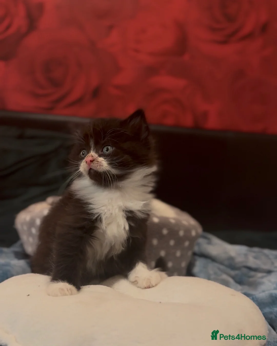 Mixed Breed cats for sale: “ **  Paws” in Manchester - Advert 1