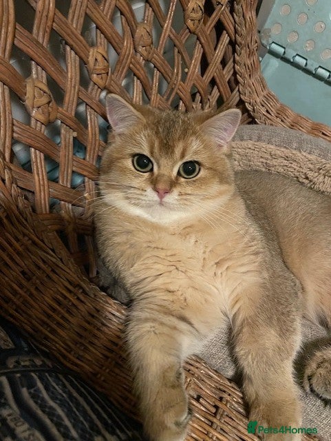 British Shorthair cats beautiful nature Golden BSH boys  - Advert 9