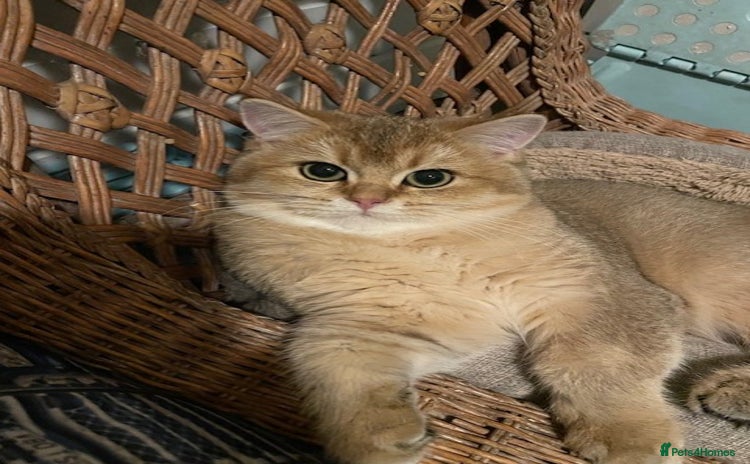 British Shorthair cats beautiful nature Golden BSH boys  - Advert 1