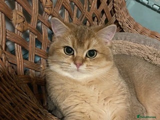 British Shorthair cats beautiful nature Golden BSH boys - Advert 14