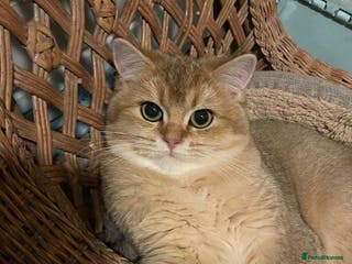 British Shorthair cats beautiful nature Golden BSH boys - Advert 17