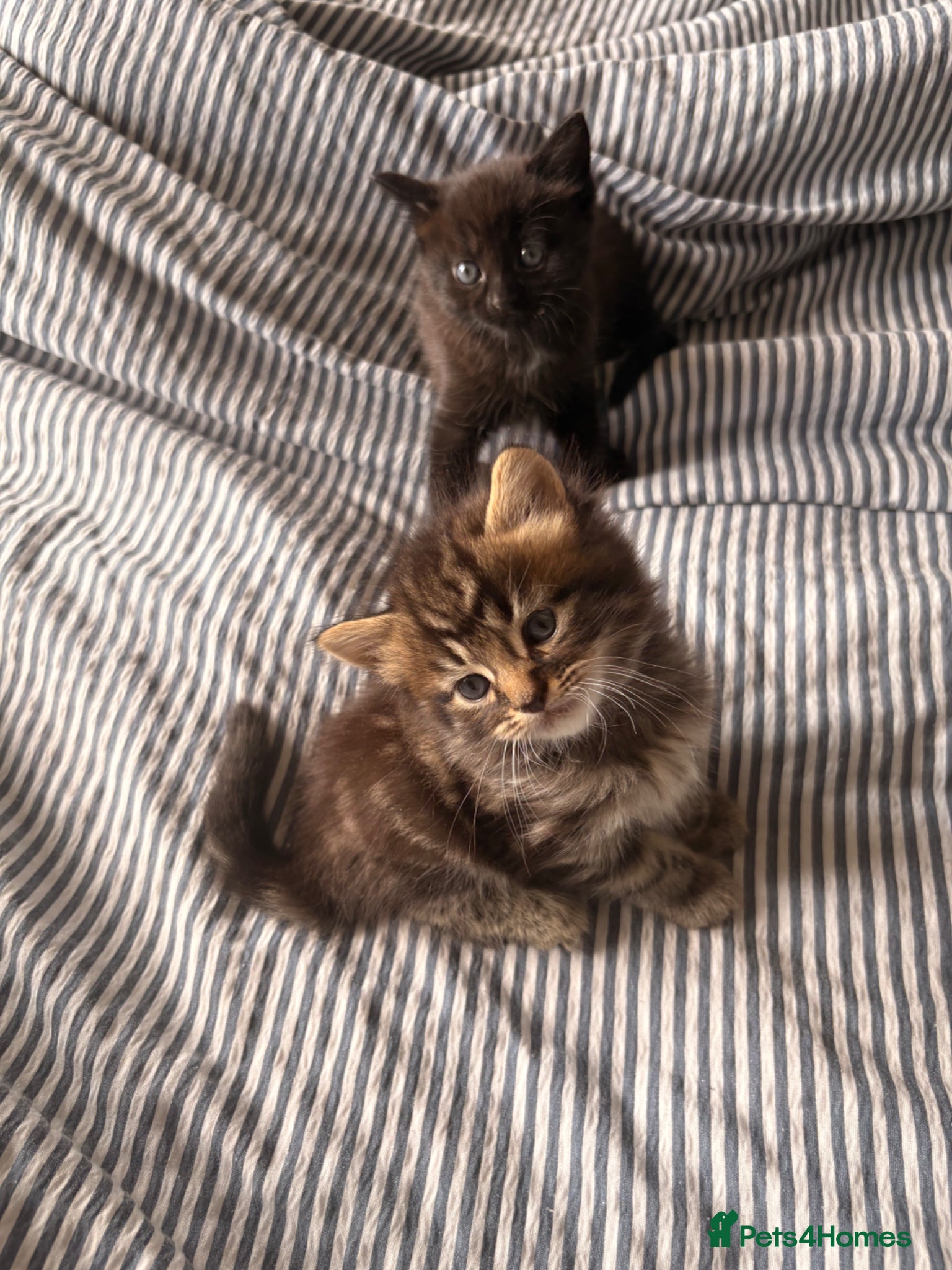 Mixed Breed cats for sale: Kittens for sale. - Advert 6