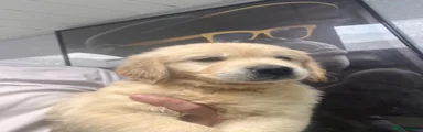 Golden Retriever Puppy 7