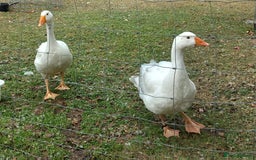 Geese poultry for sale: 2 Pilgrim geese - Image 4