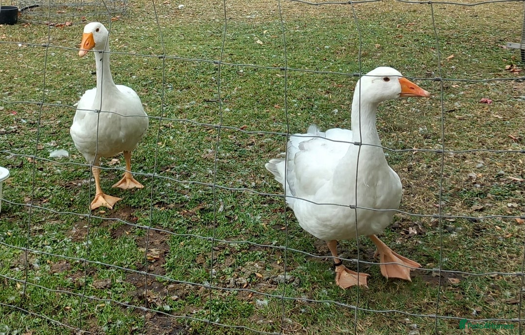 Geese poultry for sale: 2 Pilgrim geese - Image 4