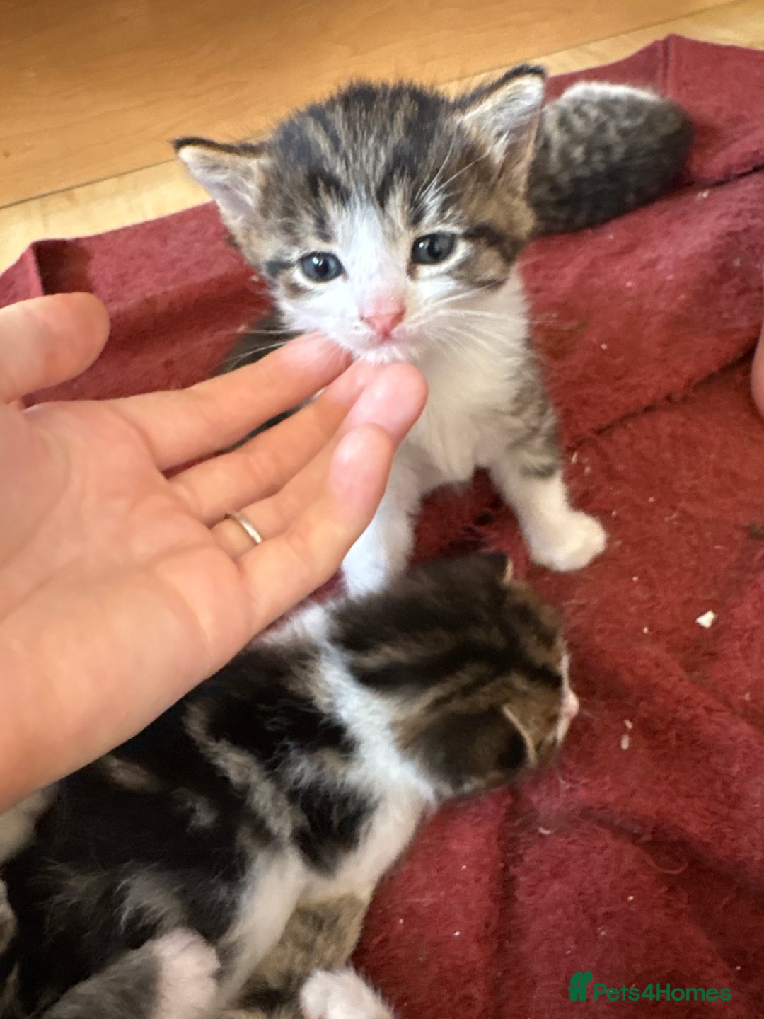 British Shorthair cats for sale: 11 SHORTHAIRED AND LONGHAIRED KITTENS - Image 30