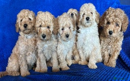 Cavapoo dogs for sale: Fully DNA Health Tested Cavapoo Puppies - Image 4