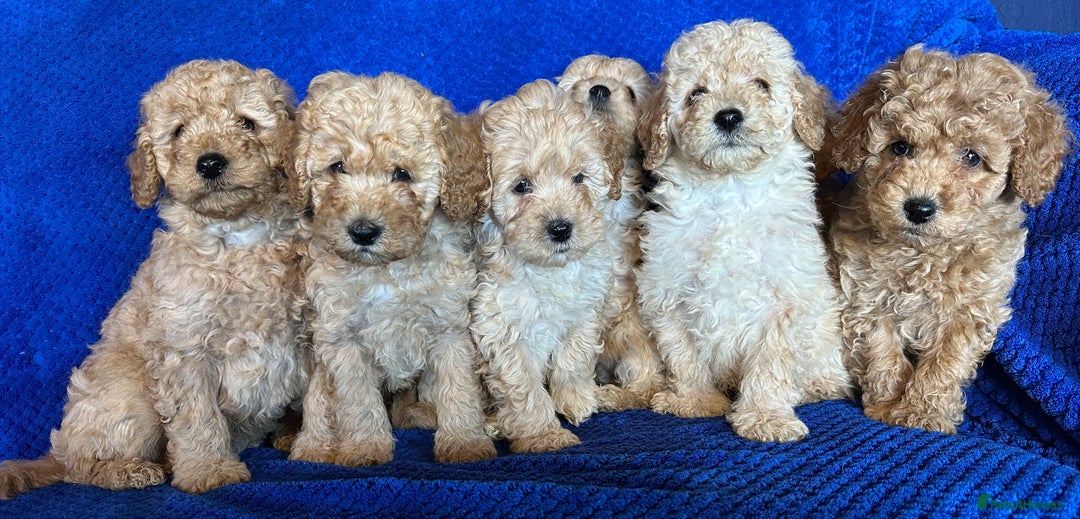 Cavapoo dogs for sale: Fully DNA Health Tested Cavapoo Puppies - Image 4