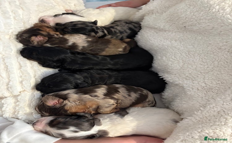 Sprocker dogs Sprocker puppies for sale - Advert 1