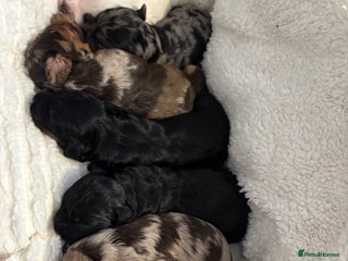 Sprocker dogs for sale: Sprocker puppies for sale - Advert 1