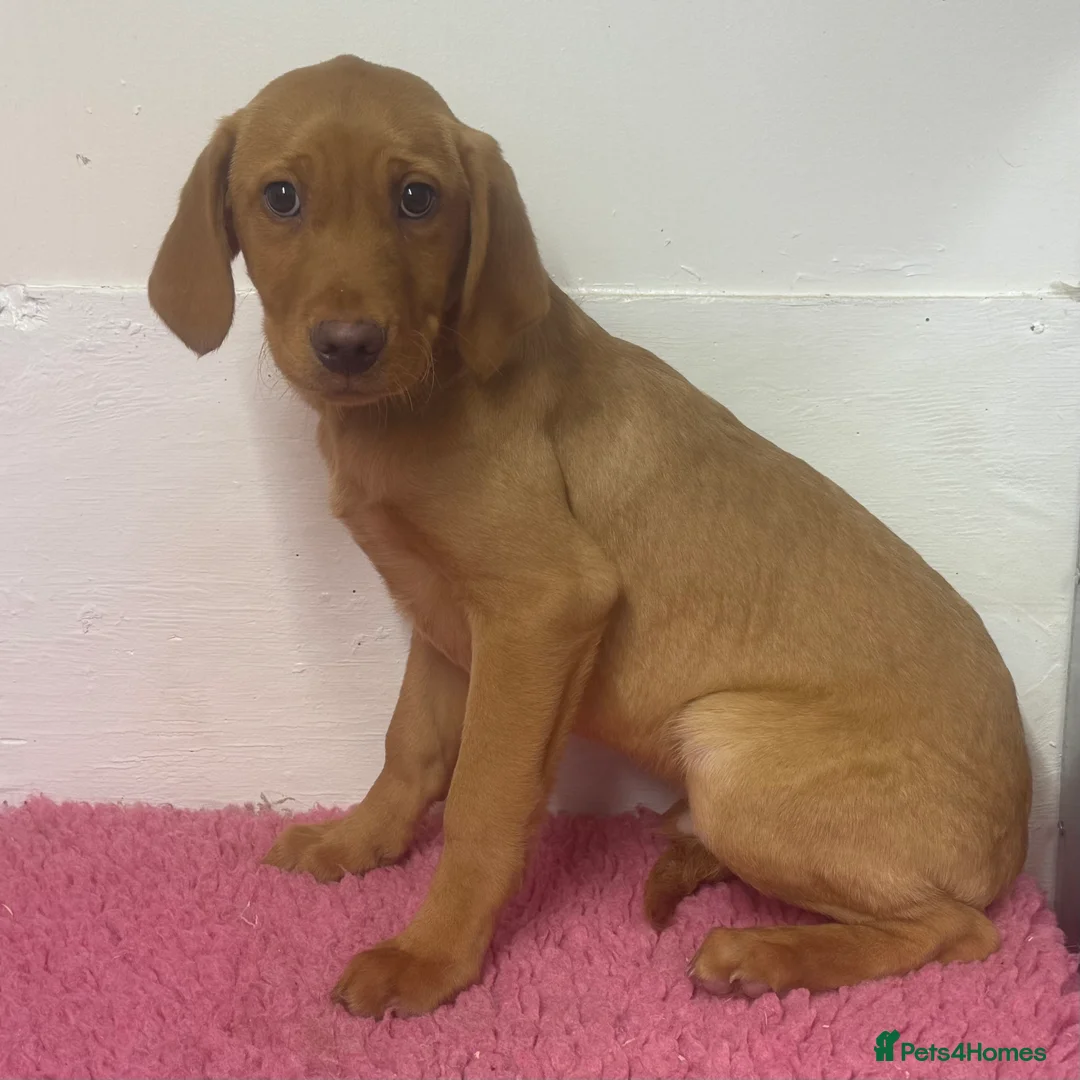 Labrador Retriever dogs for sale: 🧡 Pale Fox Red Yellow Labrador Puppies 💛 - Advert 25