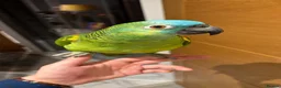 Parrots birds for sale: Blue fronted Amazon  in Bushey - Advert 3