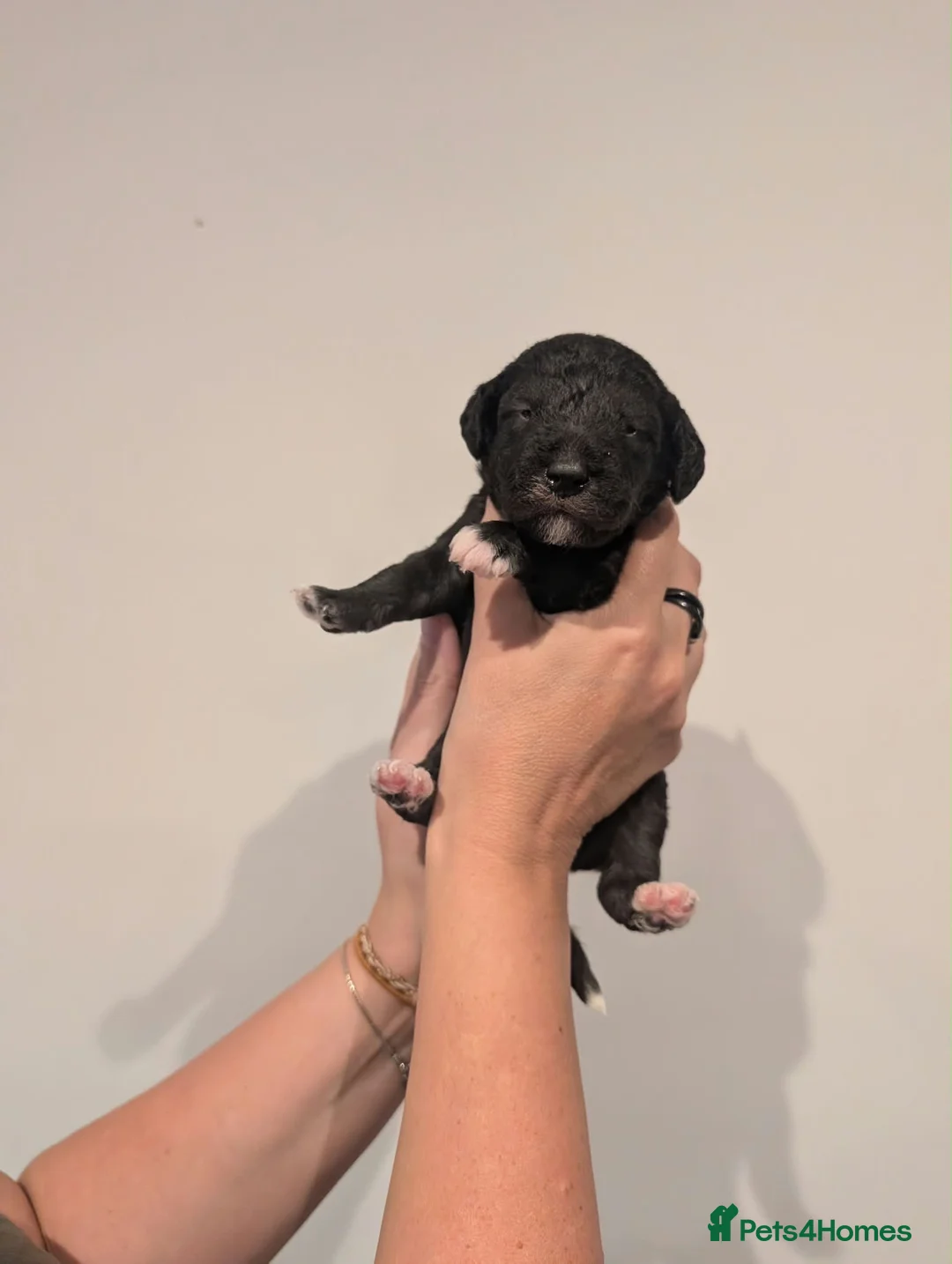 Mixed Breed dogs for sale: Gorgeous F1BB Bedlington Whippet Puppies - Advert 9