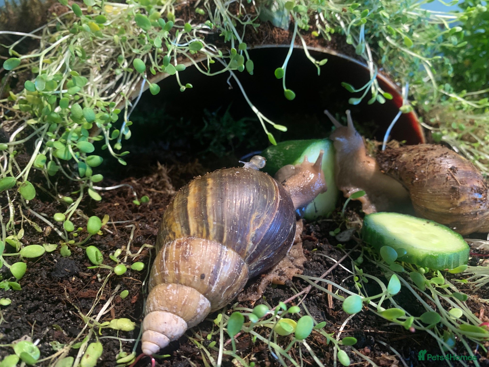 Snails invertebrates Baby Giant African Land Snails - Advert 4
