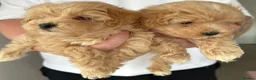 Maltipoo dogs for sale: Maltipoo puppies READY NOW ! - Advert 21