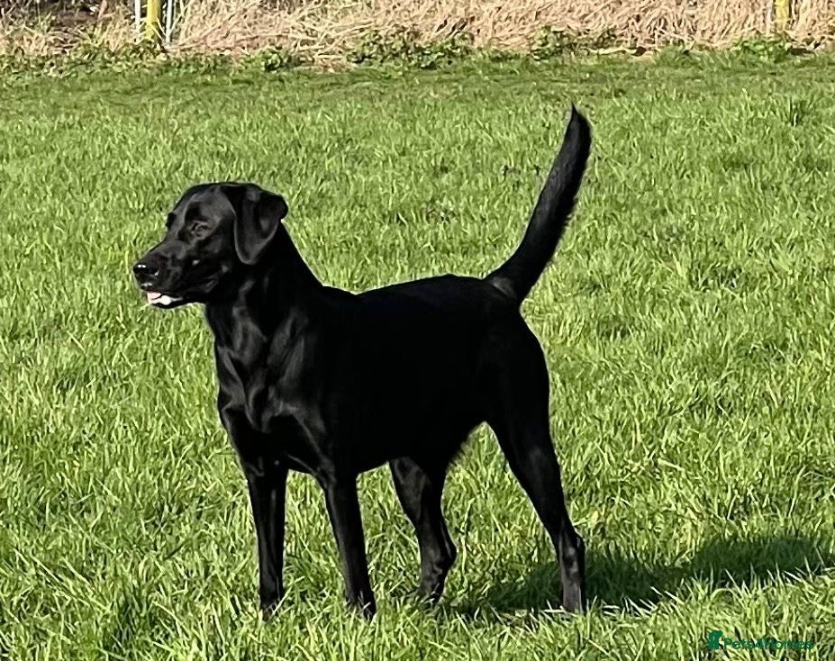 Labradoodle dogs for sale: Fabulous F1 labradoodles  - Advert 1