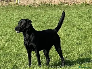 Labradoodle dogs for sale: Fabulous F1 labradoodles - Advert 2