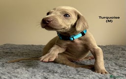 Weimaraner dogs for sale: Exceptional litter of Weimaraner puppies  - Image 11