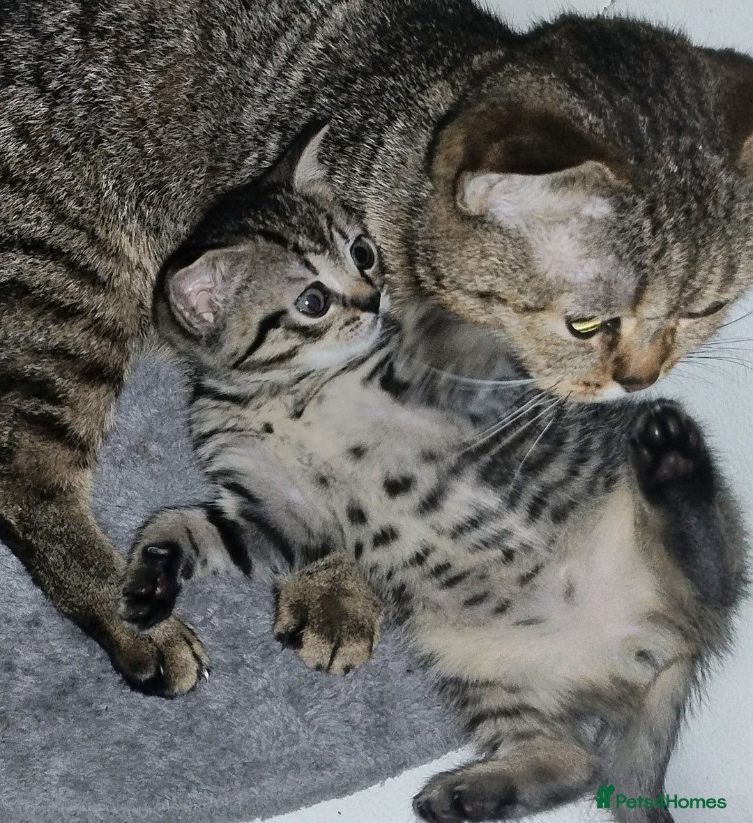 Mixed Breed cats for sale: Kittens ready to go. - Advert 1