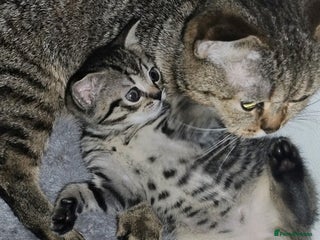 Mixed Breed cats Kittens ready to go. - Advert 3