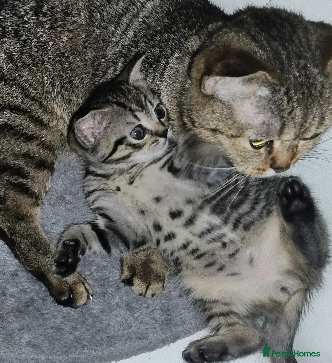 Mixed Breed cats for sale: Kittens ready to go. - Advert 1