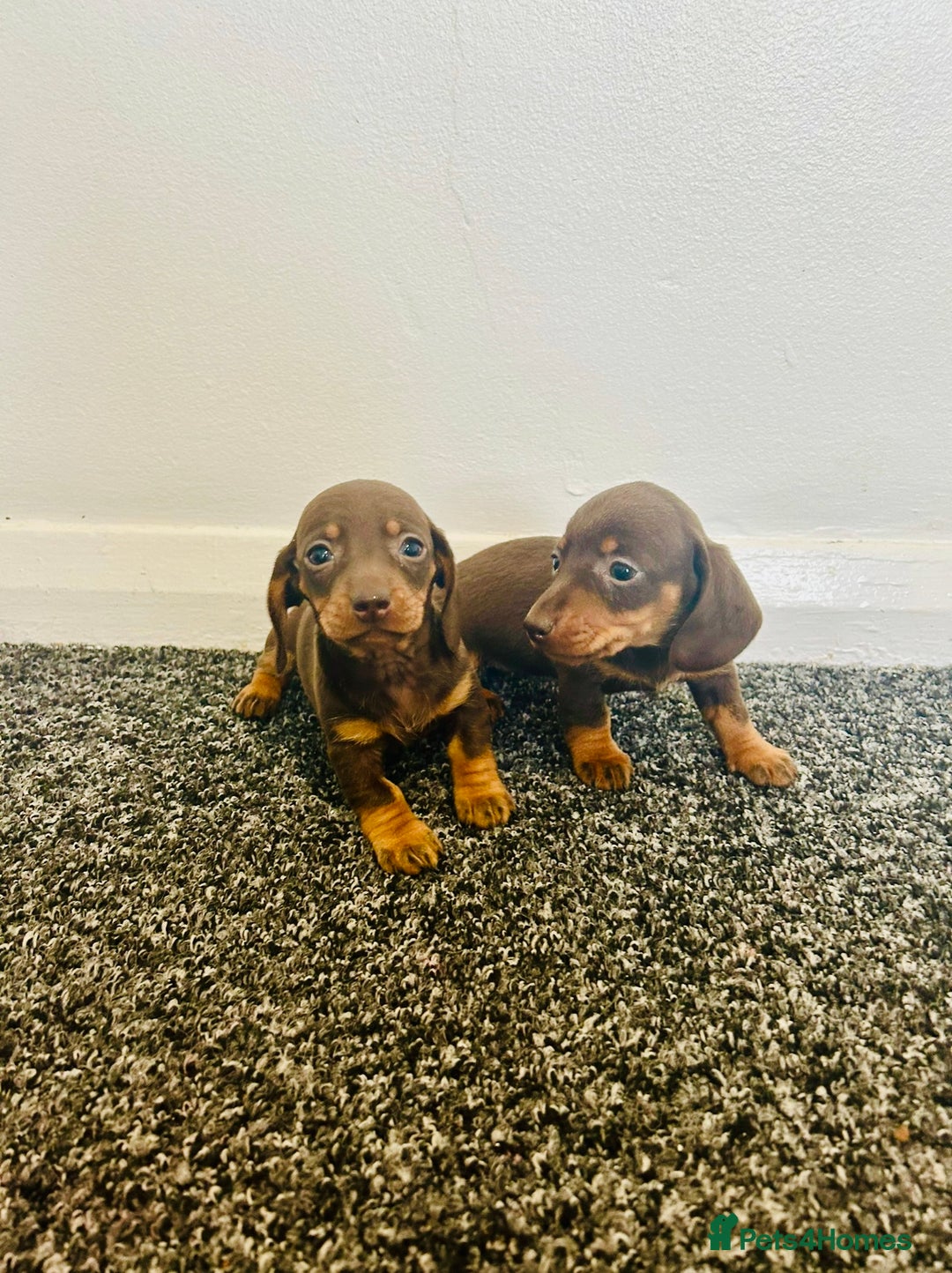 Dachshund dogs for sale: miniature dachshund - Advert 4