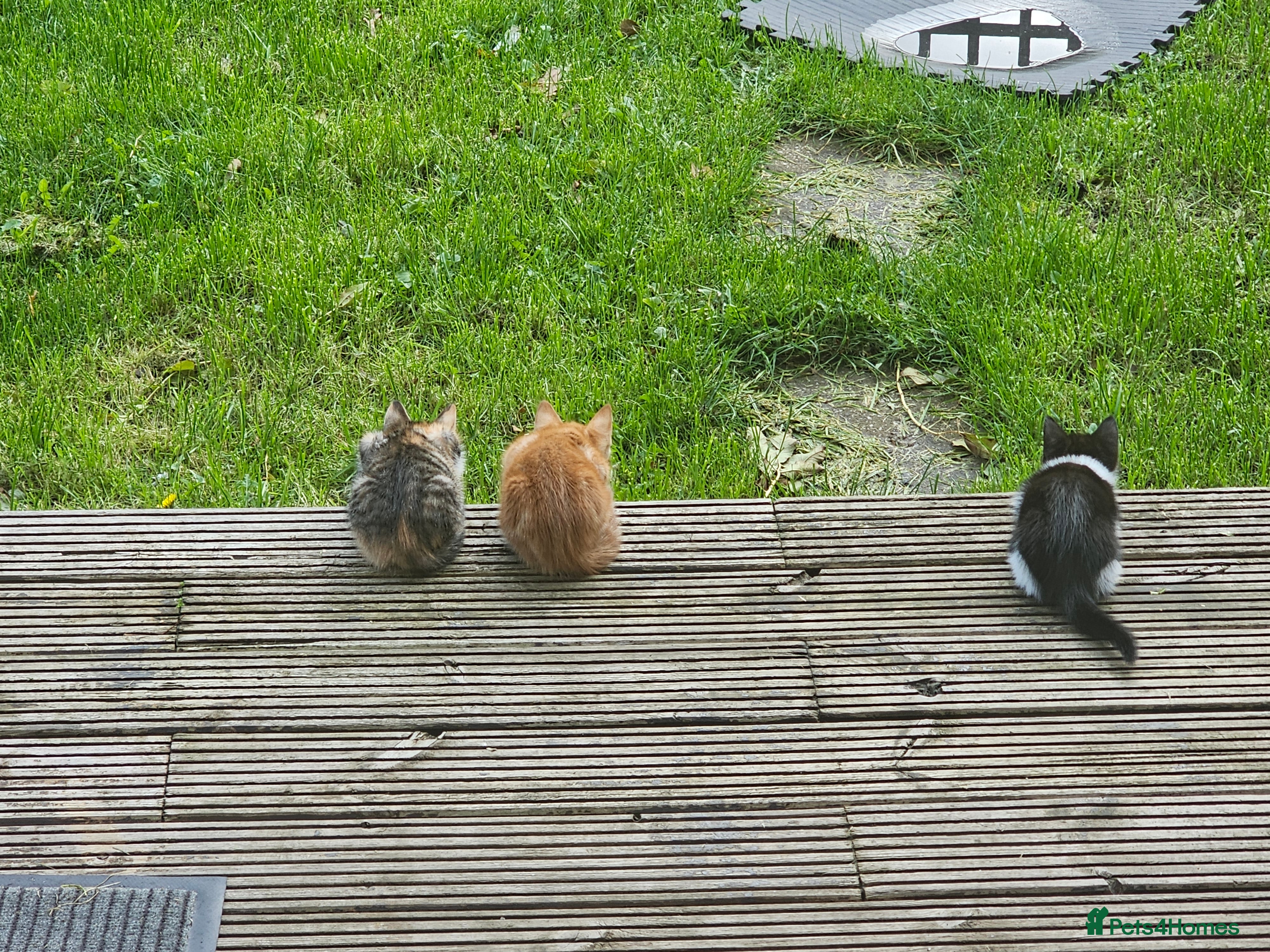 Mixed Breed cats for sale: Galaxy, B&W and Ginger lovely kittens READY TO GO - Advert 1