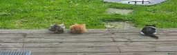 Mixed Breed cats for sale: Galaxy, B&W and Ginger lovely kittens READY TO GO - Advert 1