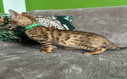 Bengal cats for sale: Gorgeous Pure Bengal Kittens Ready To Go! ❤️ - Image 18