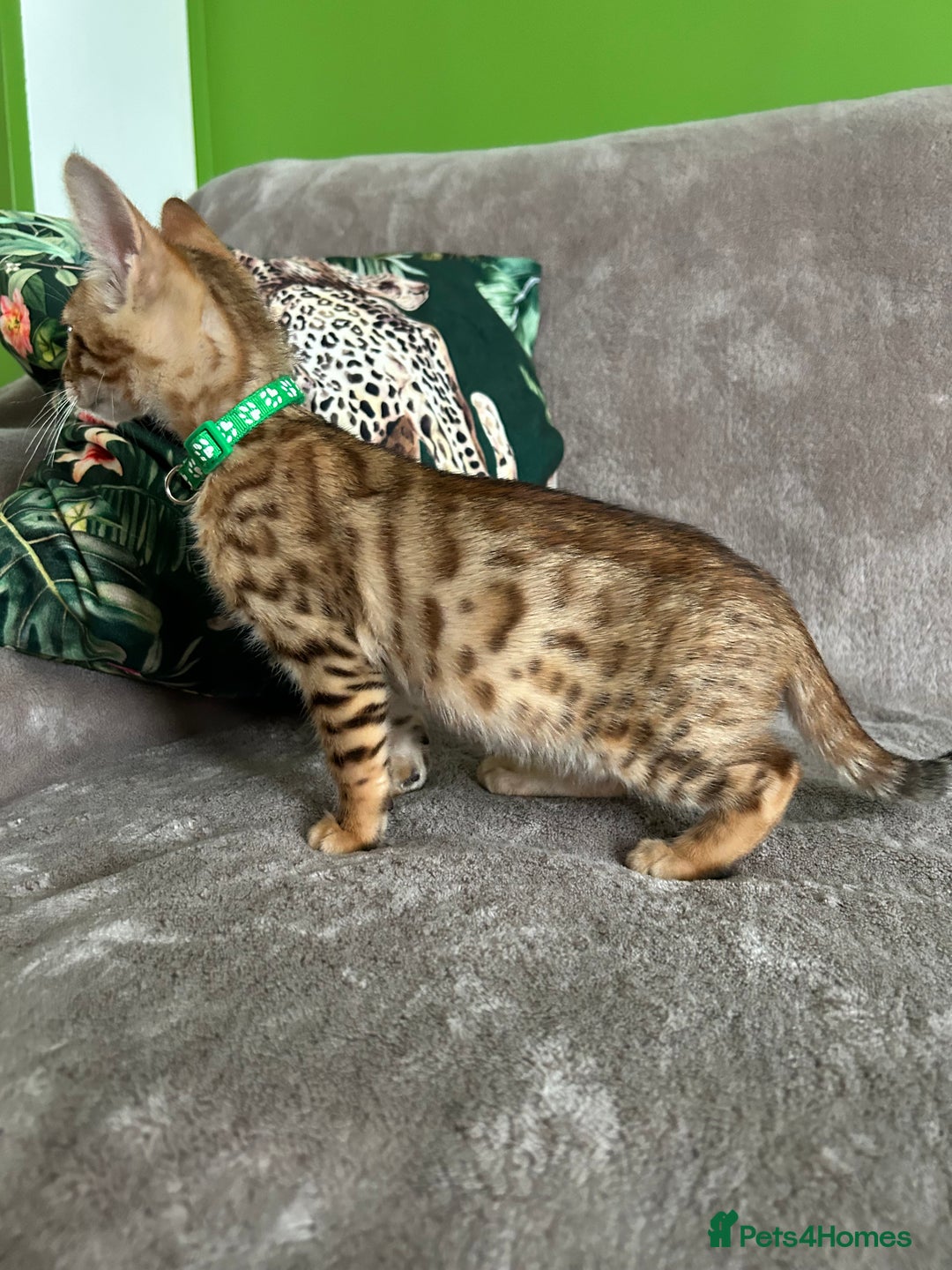 Bengal cats for sale: Gorgeous Pure Bengal Kittens Ready To Go! ❤️ - Image 18