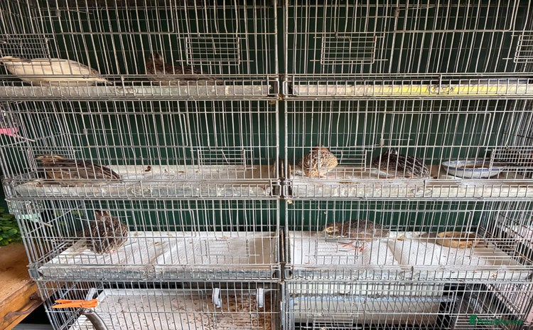 Quail poultry - Advert 2