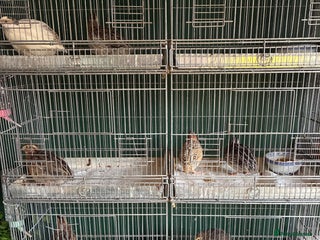 Quail poultry - Advert 7