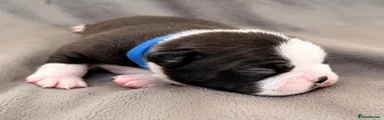 Boston Terrier 1