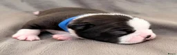 Boston Terrier dogs for sale: Bostixon KC Registered Boston Terrier Puppies - Advert 5