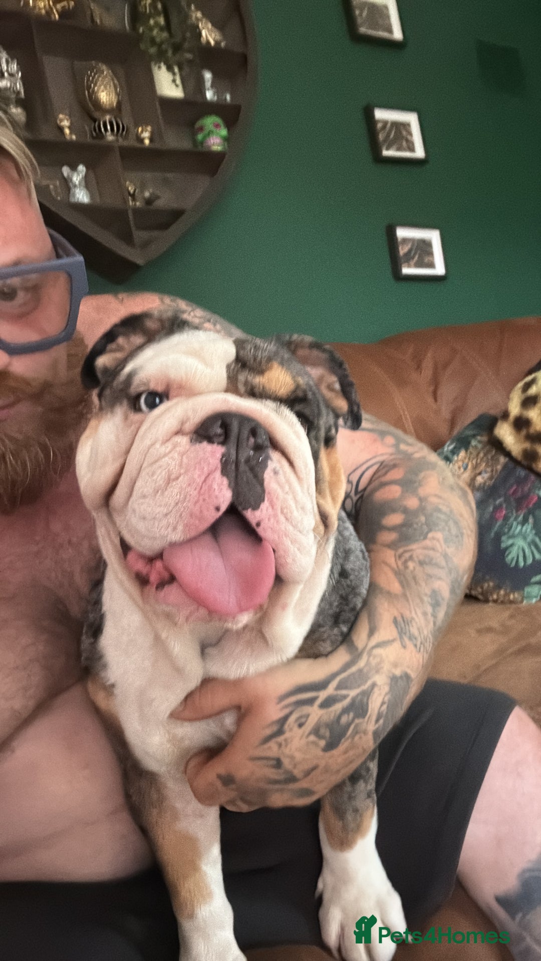 English Bulldog dogs for sale: English bulldog Merle female Babi, 2.5yrs - Advert 7