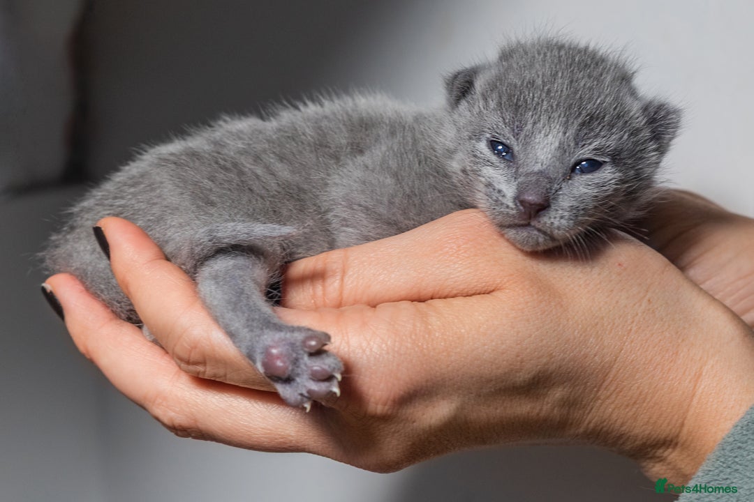 Russian Blue cats for sale: ✨ Exceptional TICA  Russian Blue Kittens Available - Advert 8