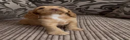 Cocker Spaniel dogs for sale: 🌟Gorgeous 100% show type cocker spaniel puppies⭐  - Advert 12