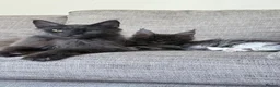 Maine Coon cats for sale: Licensed XXL Maine Coon kittens - Advert 8