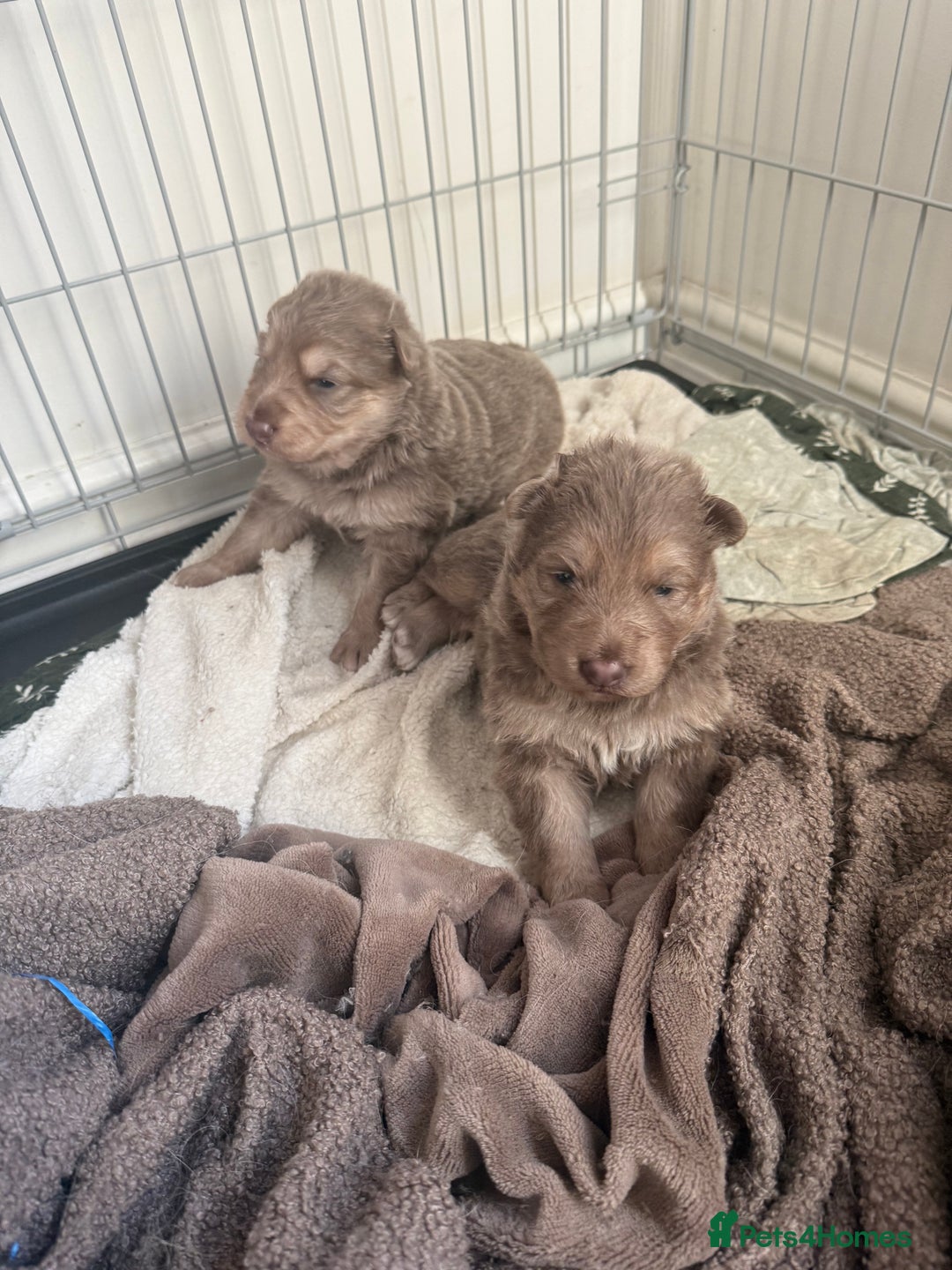 German Shepherd dogs for sale: Isabella GSD puppies - Image 2