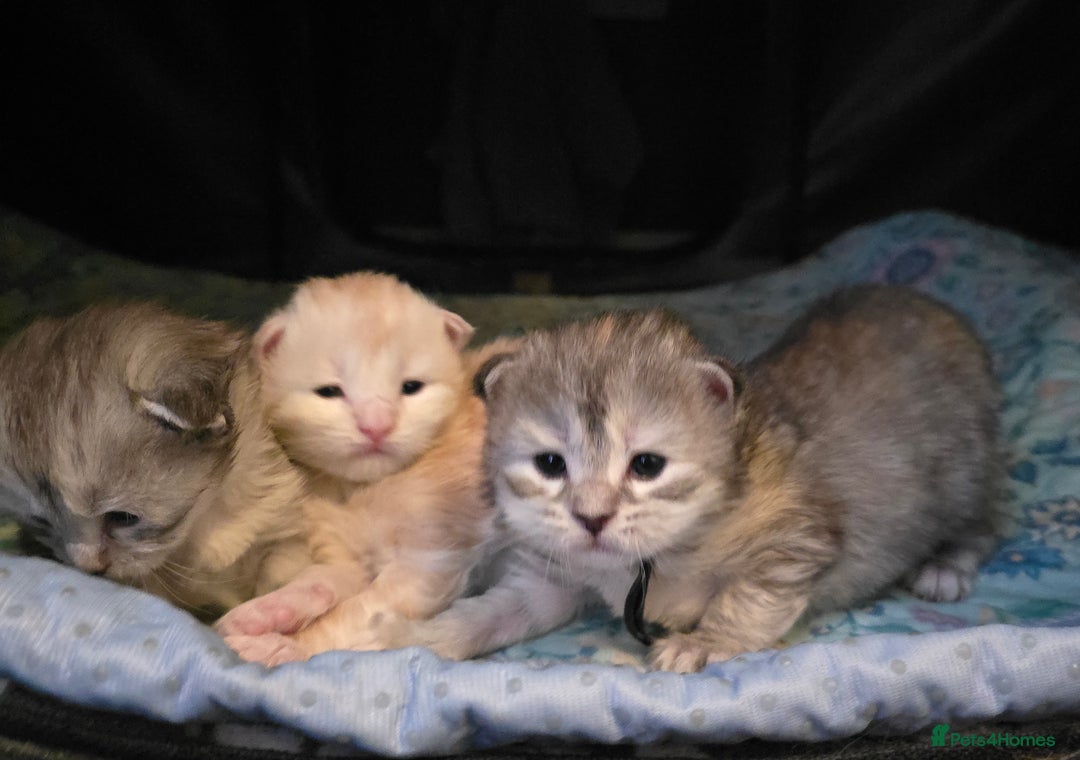 Maine Coon cats for sale: Chunky TICA registered Maine Coon Kittens - Advert 2