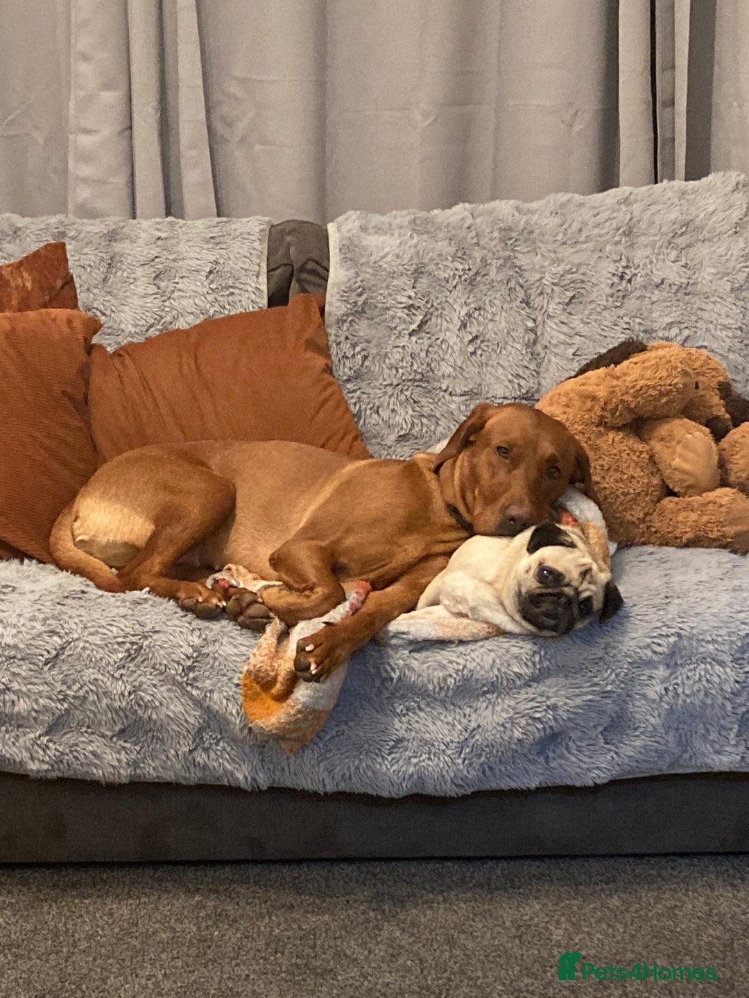 Labrador Retriever dogs for sale: ✨ Stunning 5 Male & 3 Female Fox Red Lab Puppies - Advert 17